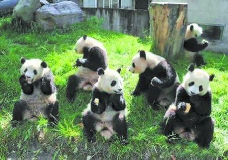 group-pandas-eating.jpg